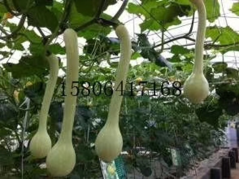 观赏南瓜种子～鲍鱼瓜玩具南瓜种子品种齐全，观光园林用种