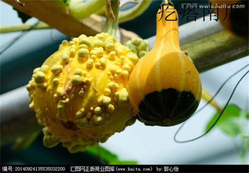 观赏南瓜种子～鲍鱼瓜玩具南瓜种子品种齐全，观光园林用种