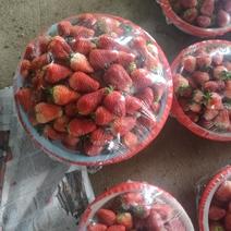 万亩草莓基地大量有货品种齐全一手货源价格便宜