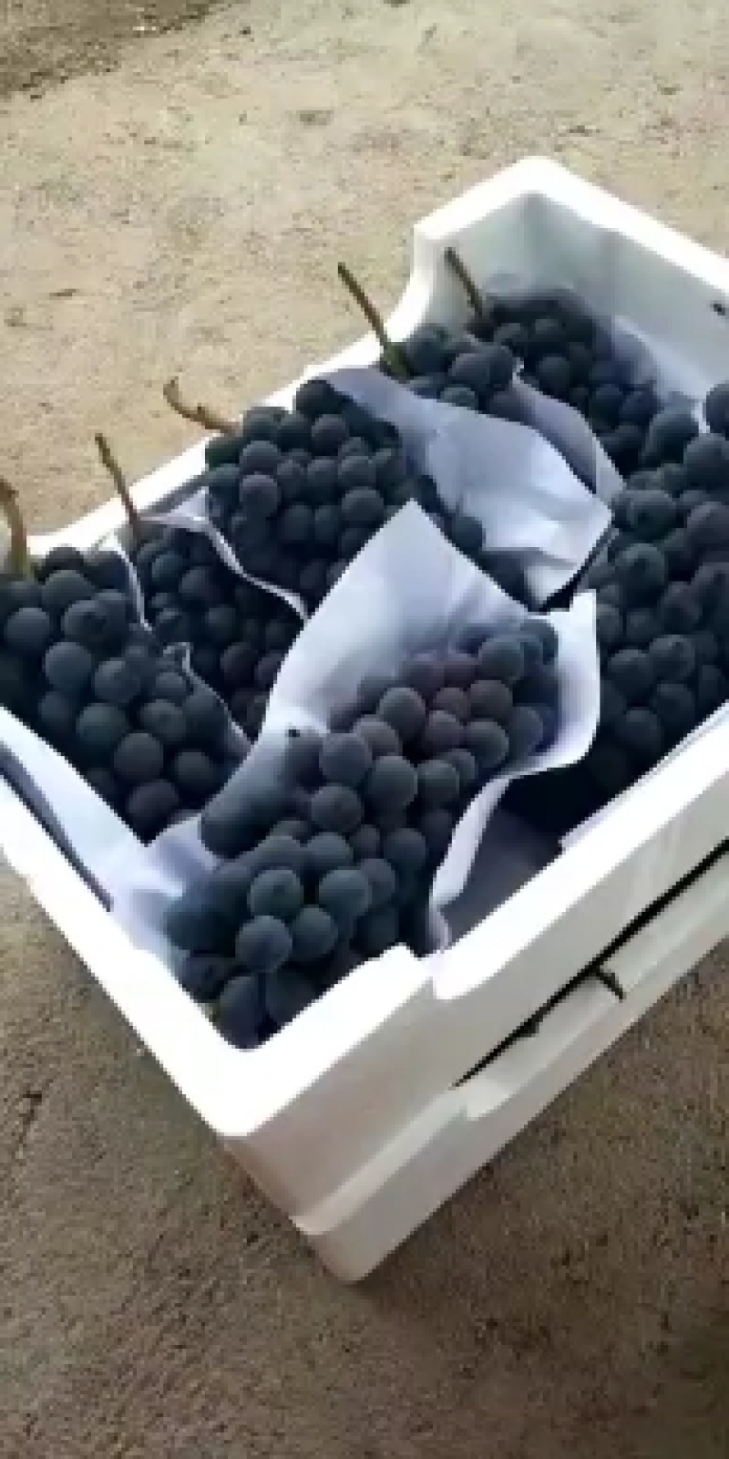 甬优葡萄，巨峰，夏黑，滕念，阳光玫瑰品种多。