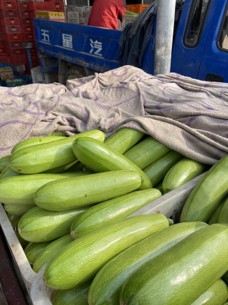 山东聊城西葫芦上市中量大质量好诚信代办代发全国