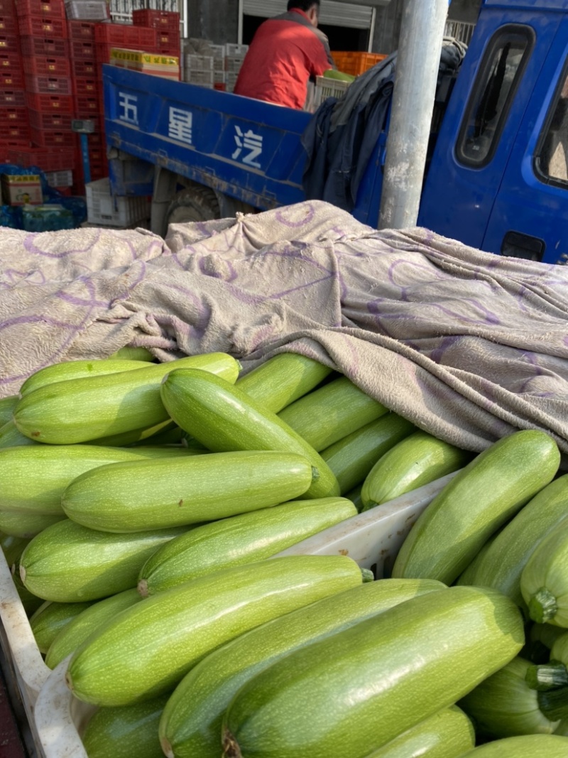山东聊城西葫芦上市中量大质量好诚信代办代发全国