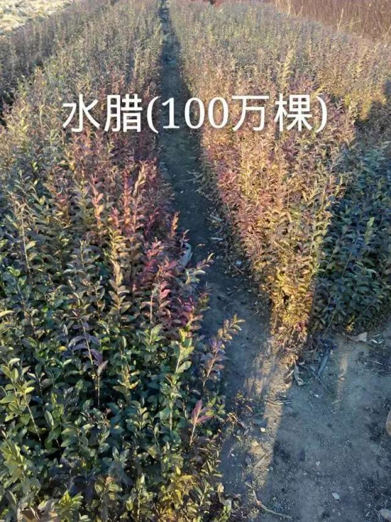 绿叶水腊小苗、金叶水腊扦插苗、紫叶水腊小苗、绿叶工程苗。