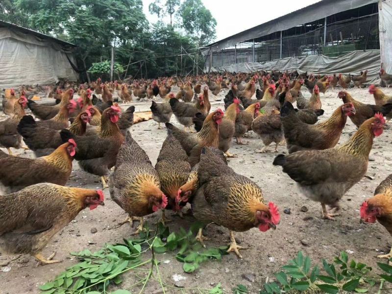 大种麻鸡苗新北麻母长速快出栏早麻六，麻七母苗公苗质量正宗
