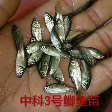 优质鲫鱼苗、中科3号、杂交大种鲫空运、水车、快递渔场直供