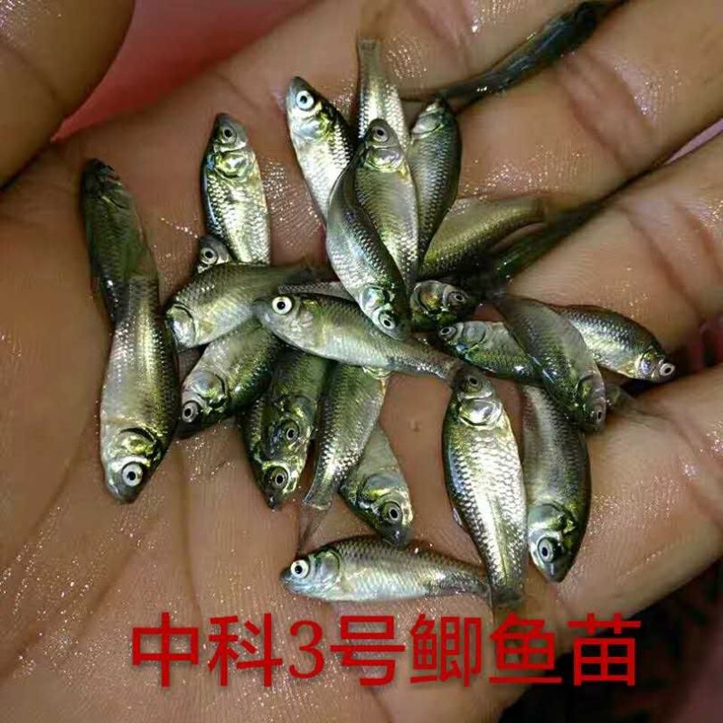 优质鲫鱼苗、中科3号、杂交大种鲫空运、水车、快递渔场直供