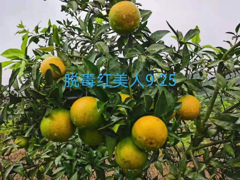 脱毒红美人，比普通红美人提前半个月成熟