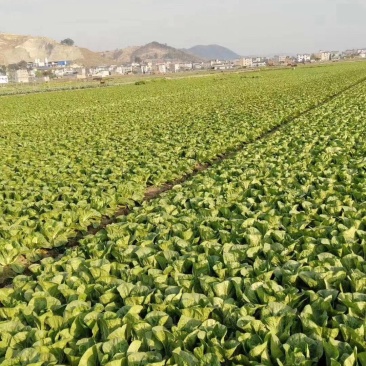 云南精品黄心大白菜场地直供发全国各地