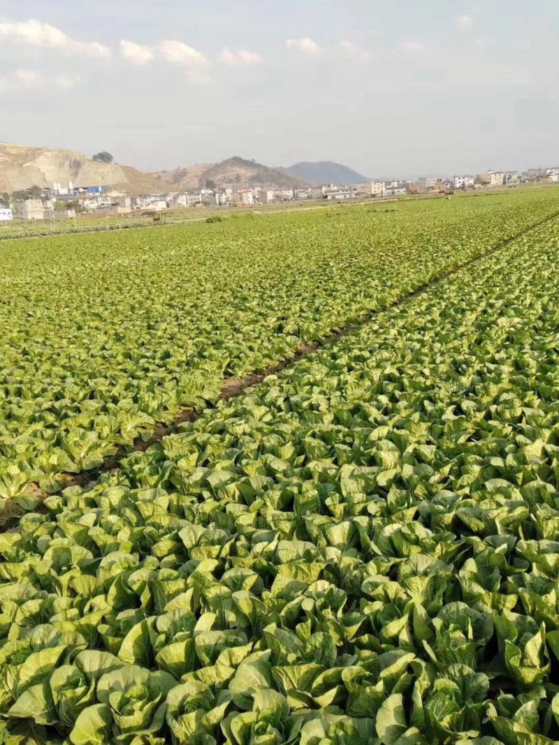 云南精品黄心大白菜场地直供发全国各地