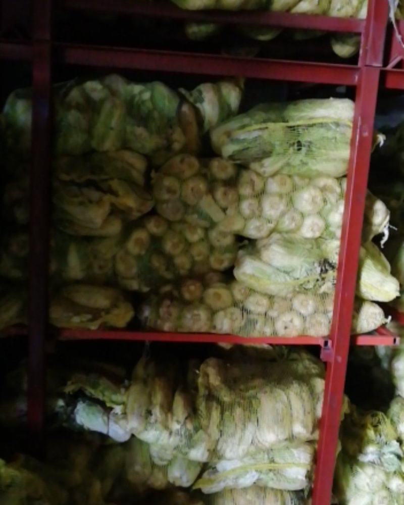通许冷库青叶黄芯娃娃菜大量出库中，质优价廉