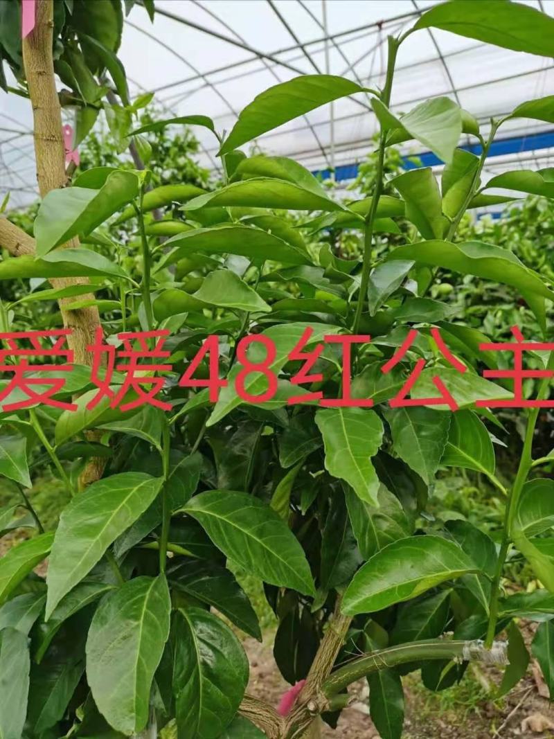 爱媛48号红公主枝条