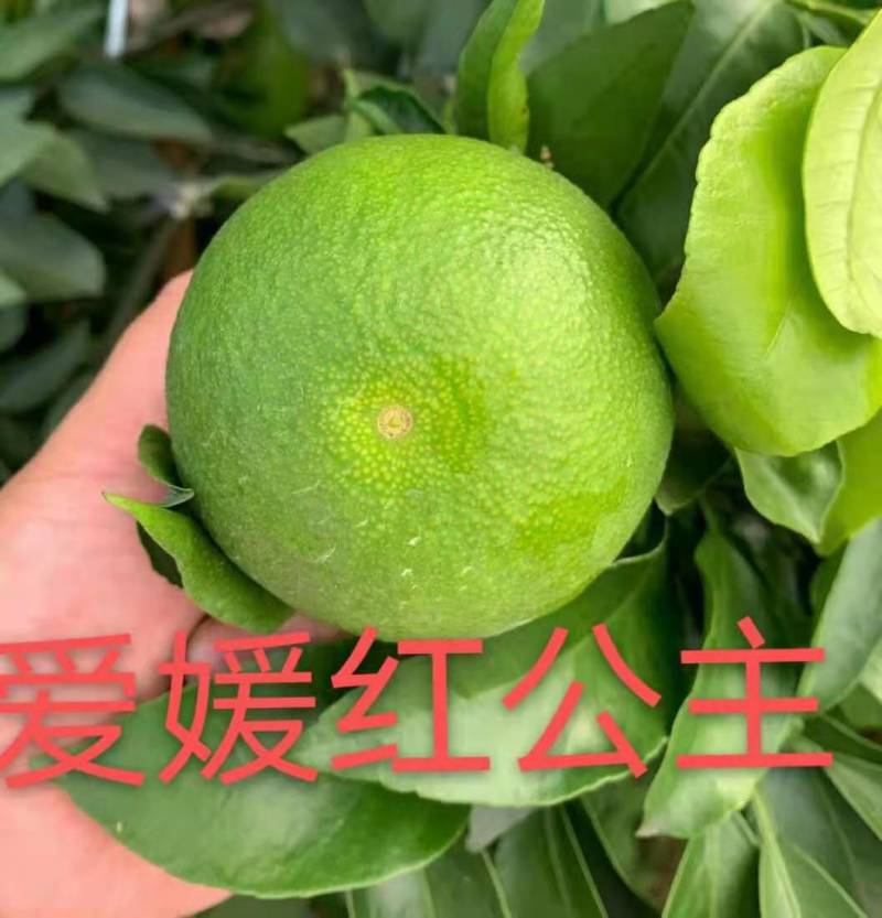 爱媛48号红公主枝条