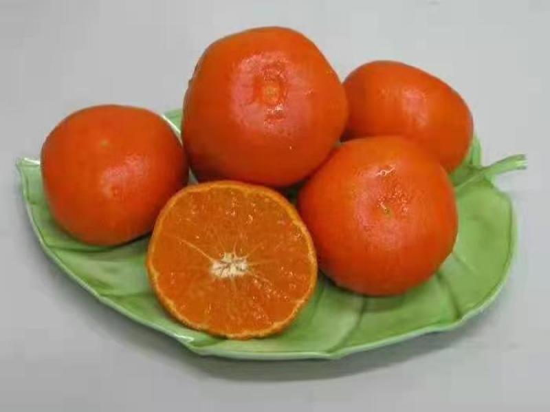 小原红早生嫁接枝条