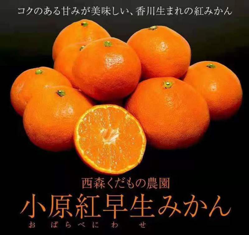 小原红早生嫁接枝条