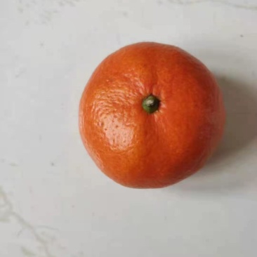 小原红早生嫁接枝条