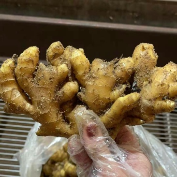黄姜，优质小黄姜，质量保证，烂坏包陪，面向全国发货