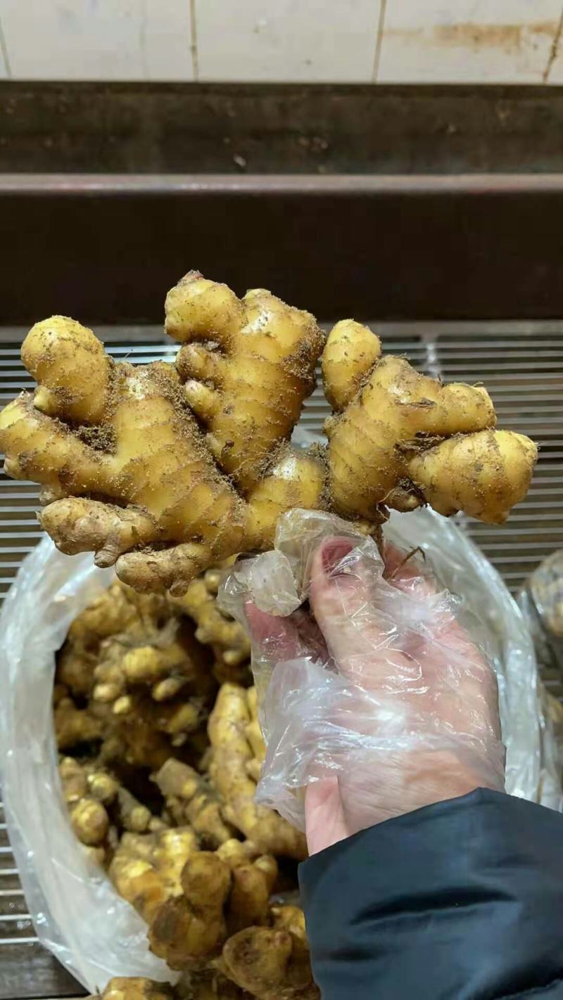 黄姜，优质小黄姜，质量保证，烂坏包陪，面向全国发货