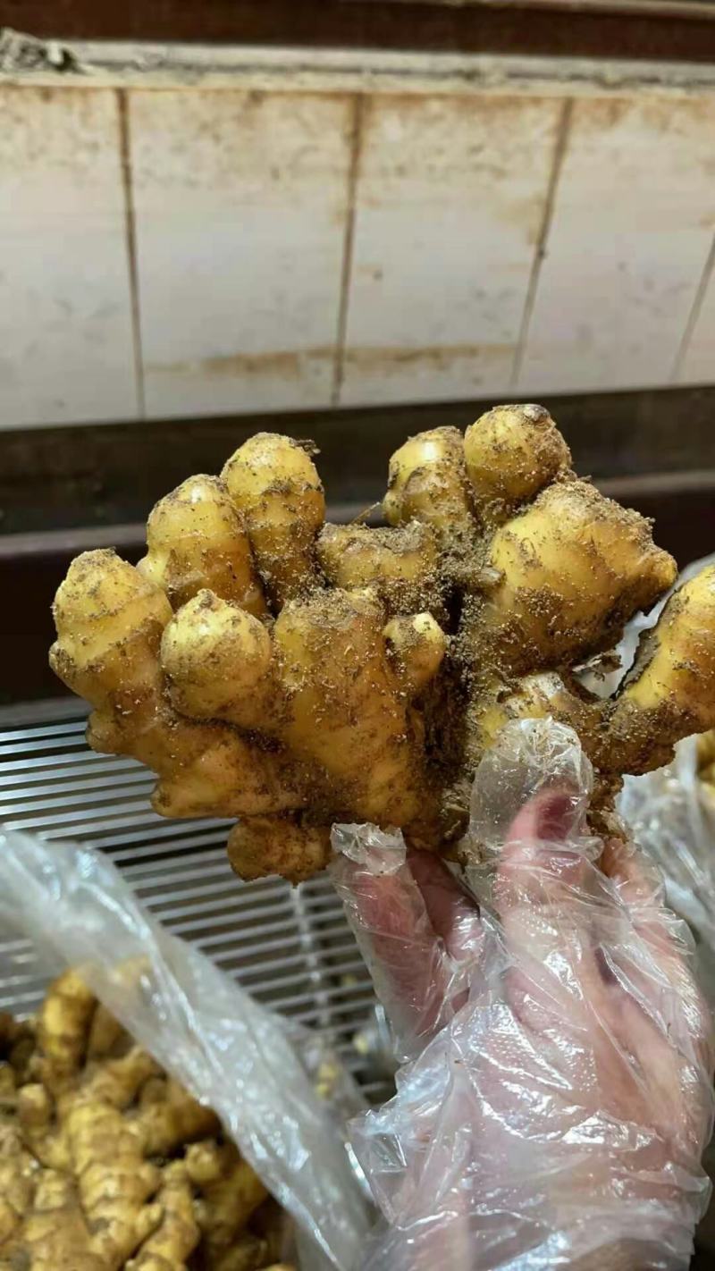 黄姜，优质小黄姜，质量保证，烂坏包陪，面向全国发货