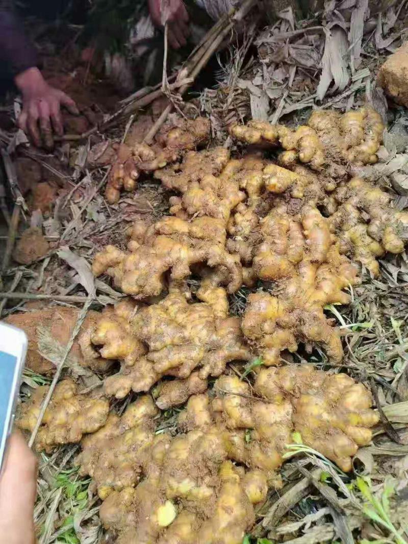 黄姜，优质小黄姜，质量保证，烂坏包陪，面向全国发货