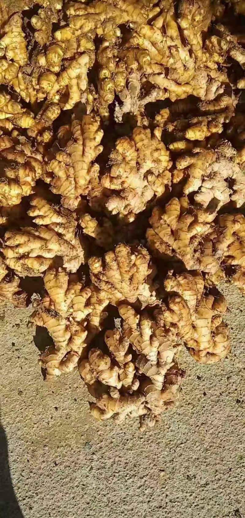 黄姜，优质小黄姜，质量保证，烂坏包陪，面向全国发货