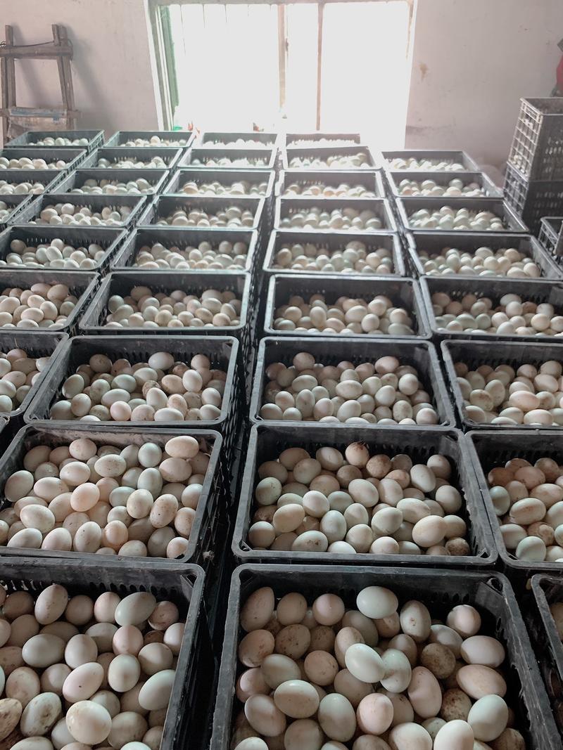 鸭蛋新鲜鸭蛋大量供货。全国各地可以发货