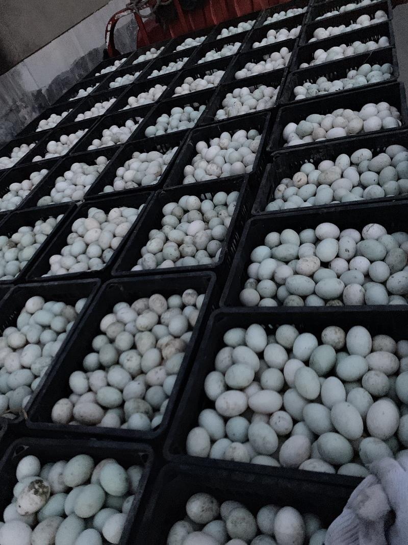 鸭蛋新鲜鸭蛋大量供货。全国各地可以发货