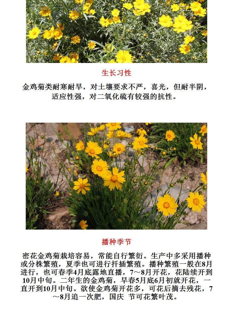 多年生大花金鸡菊种子四季易种速生耐寒金钱菊种子庭院绿化花