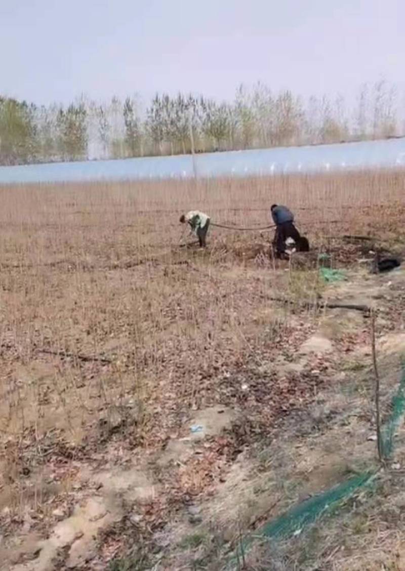 紫荆苗《速生生长开花速度快》紫荆树苗成活率高