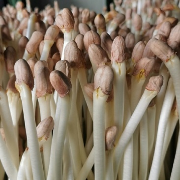 花生芽芽苗菜种植基地厂里发货
