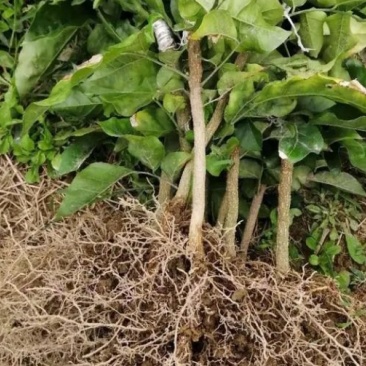【精选推荐】香蕉苗黄皮苗以及各种果树苗保真保存活