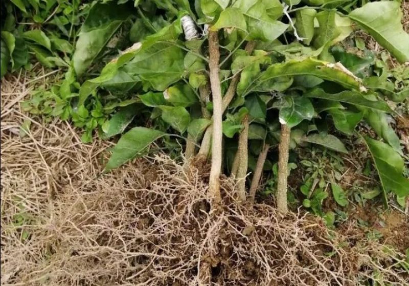 【精选推荐】香蕉苗黄皮苗以及各种果树苗保真保存活