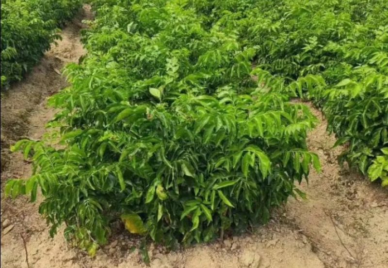 【精选推荐】香蕉苗黄皮苗以及各种果树苗保真保存活