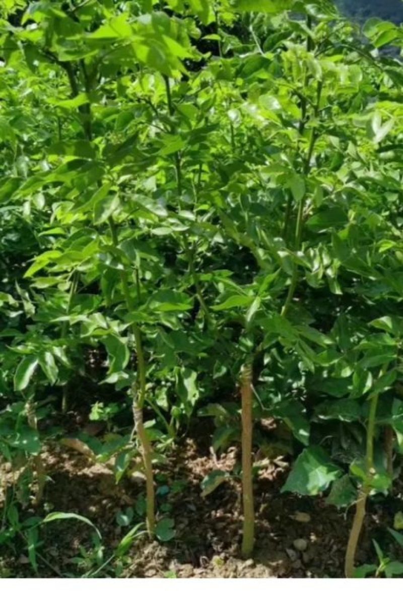 【精选推荐】香蕉苗黄皮苗以及各种果树苗保真保存活