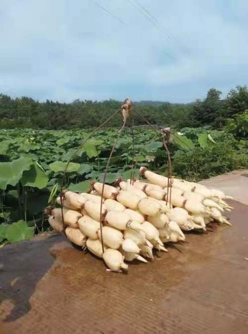 莲藕苗食用种藕藕苗口感脆甜粉好吃极了面藕