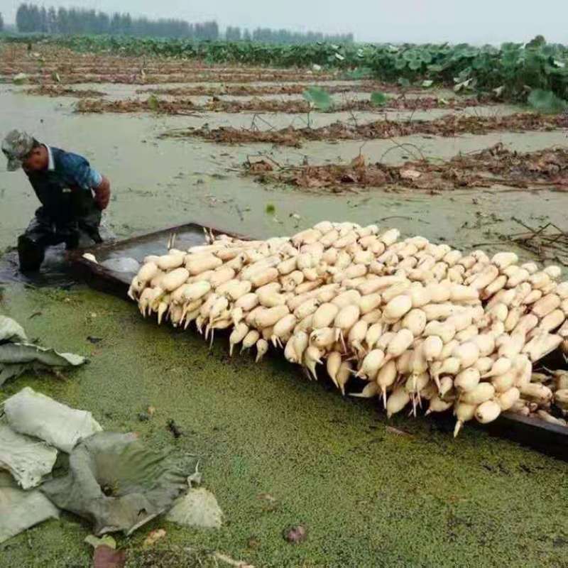 莲藕苗食用种藕藕苗口感脆甜粉好吃极了面藕