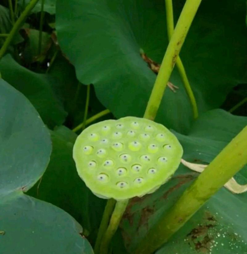 莲藕苗食用种藕藕苗口感脆甜粉好吃极了面藕
