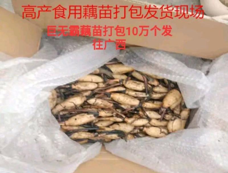 莲藕苗食用种藕藕苗口感脆甜粉好吃极了面藕