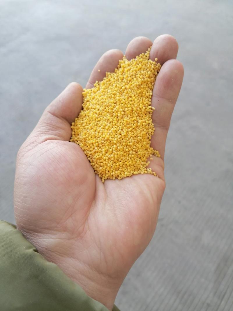 金苗小米，当季新粮，各档次小米批发，量大从优