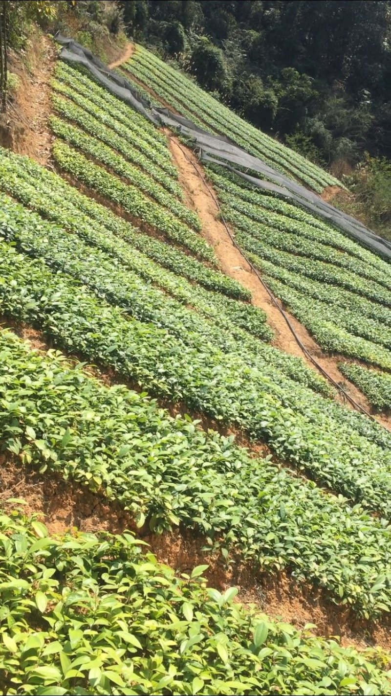 一年肉桂苗，苗场直供，一手货源，大量现货