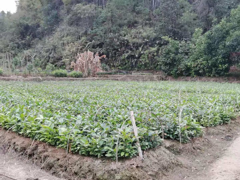 一年肉桂苗，苗场直供，一手货源，大量现货