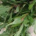 刨花润楠木润南木红香胶木