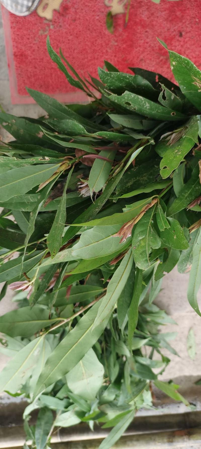 刨花润楠木润南木红香胶木
