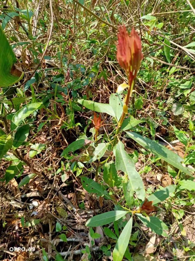 刨花润楠木润南木红香胶木