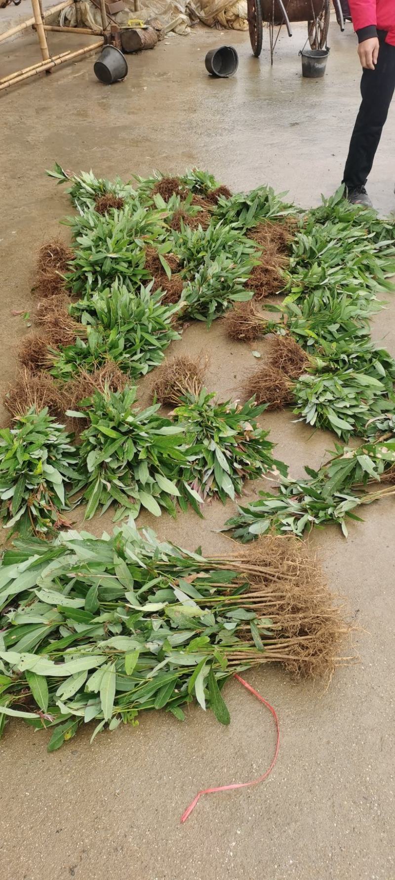 刨花润楠木润南木红香胶木