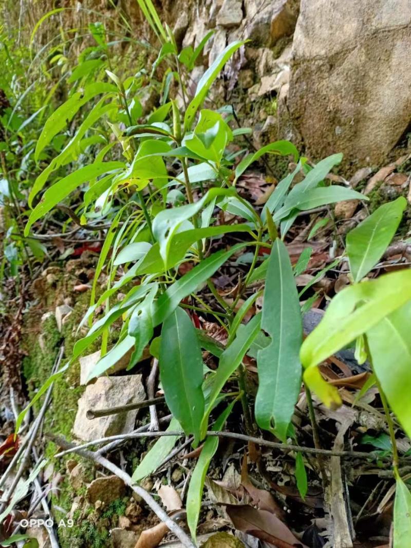 刨花润楠木润南木红香胶木