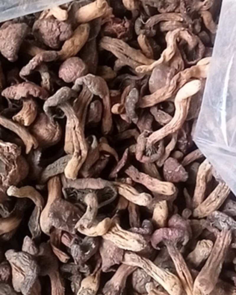 红蘑松树伞肉蘑松树丁干货承德特产自然晒干一手货源量大优惠