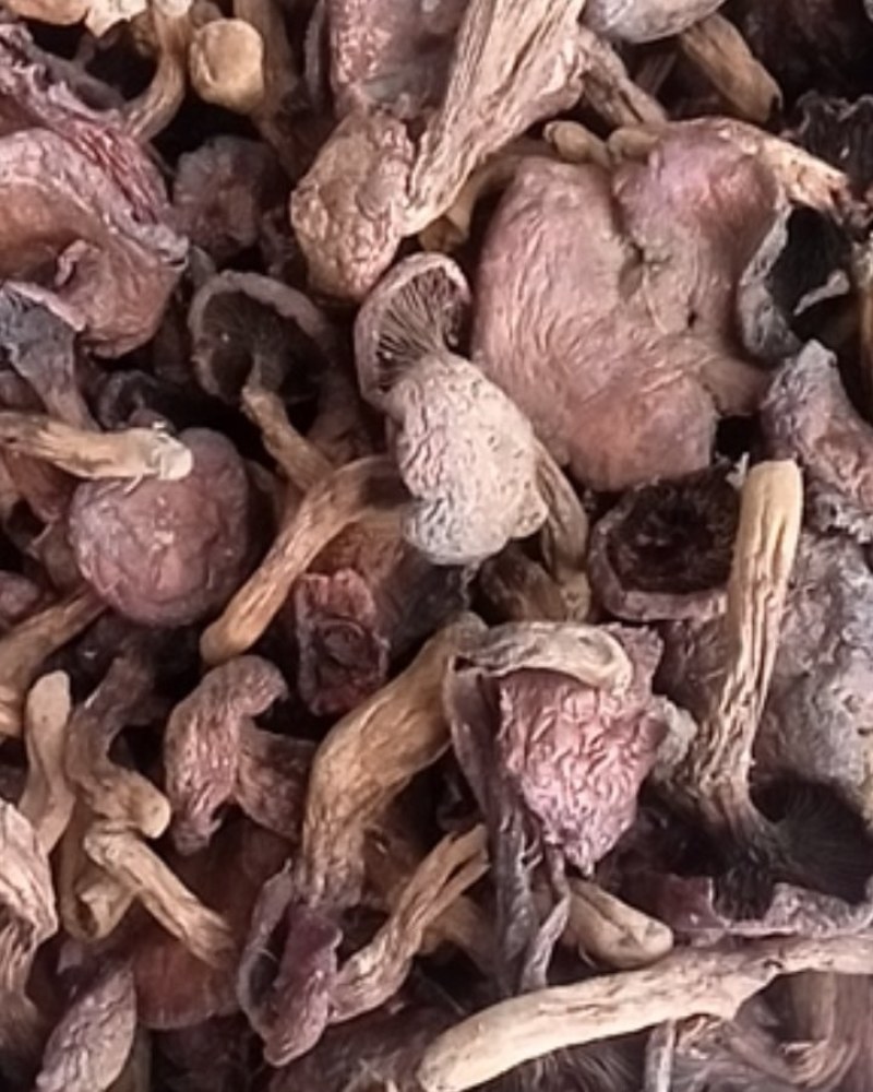 红蘑松树伞肉蘑松树丁干货承德特产自然晒干一手货源量大优惠