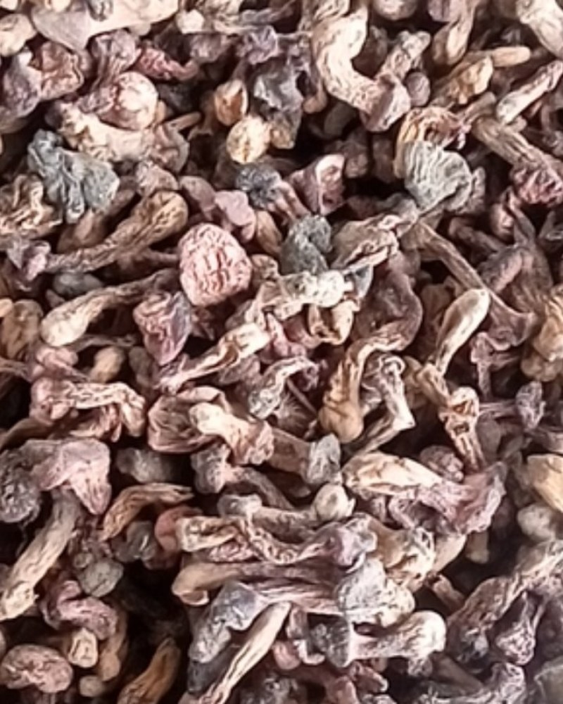 红蘑松树伞肉蘑松树丁干货承德特产自然晒干一手货源量大优惠