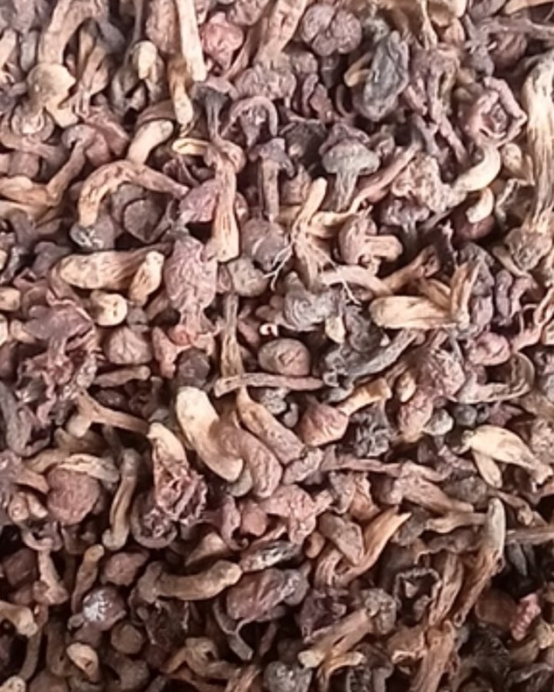 红蘑松树伞肉蘑松树丁干货承德特产自然晒干一手货源量大优惠