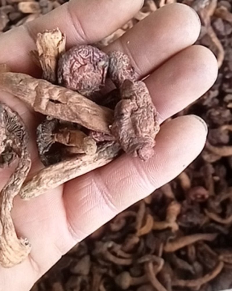 红蘑松树伞肉蘑松树丁干货承德特产自然晒干一手货源量大优惠